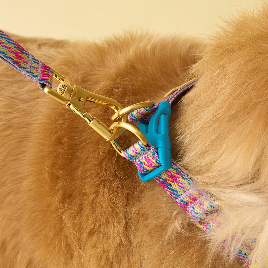 Gentle Collar Dual_Edinburgh Check