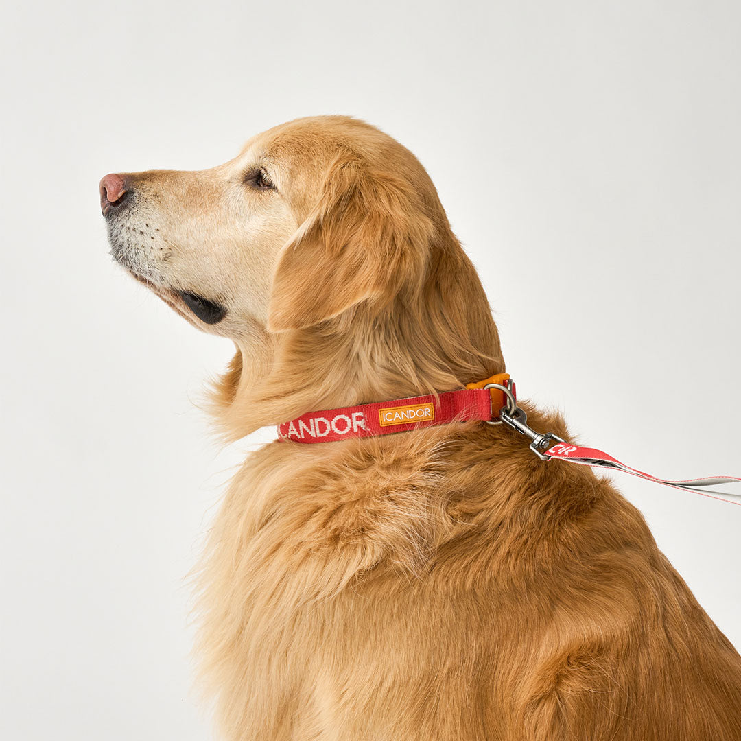 Gentle Leash_Signature