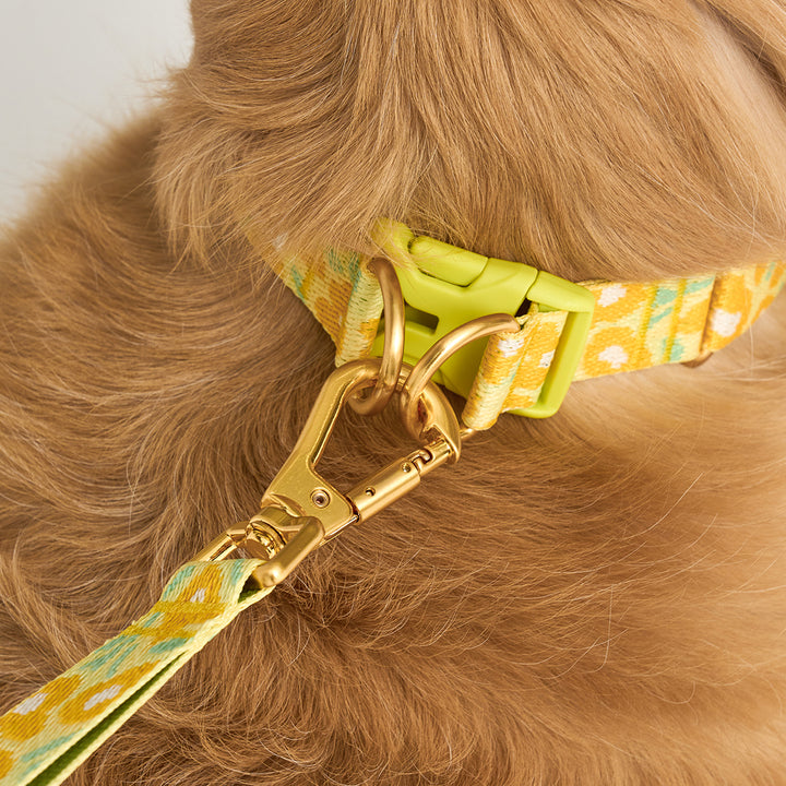 Gentle Collar Dual_Big Fish Yellow