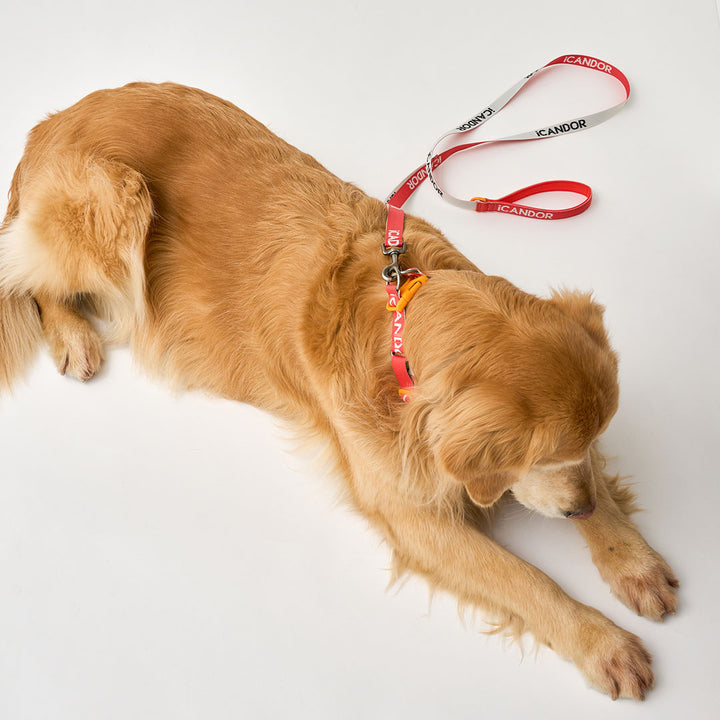 Gentle Leash_Signature