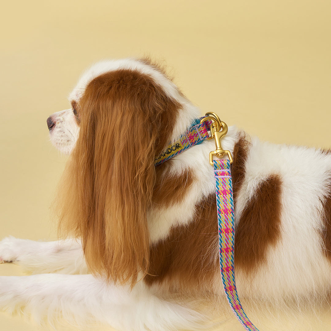 Gentle Collar Dual_Edinburgh Check