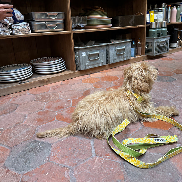 Gentle Leash_Big Fish Yellow