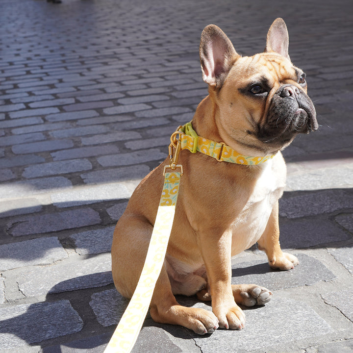 Gentle Collar Dual_Big Fish Yellow