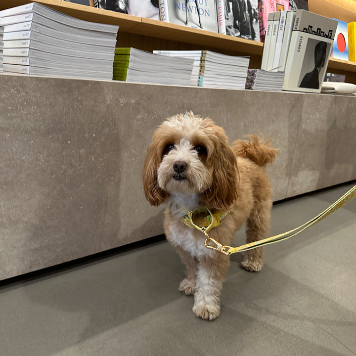Gentle Leash Bolt, Long_Big Fish Yellow