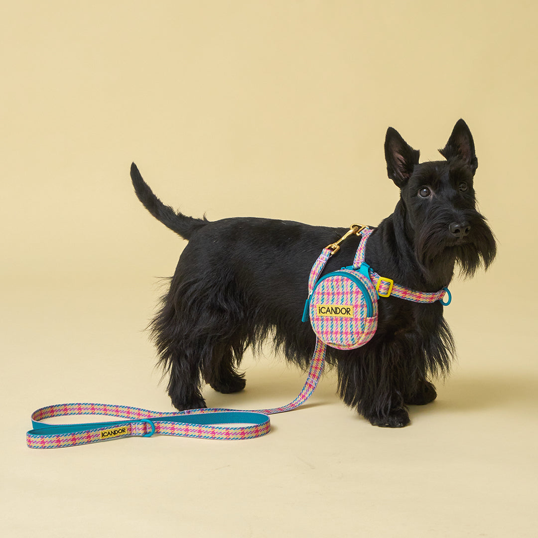 No-Pull Harness_Edinburgh Check