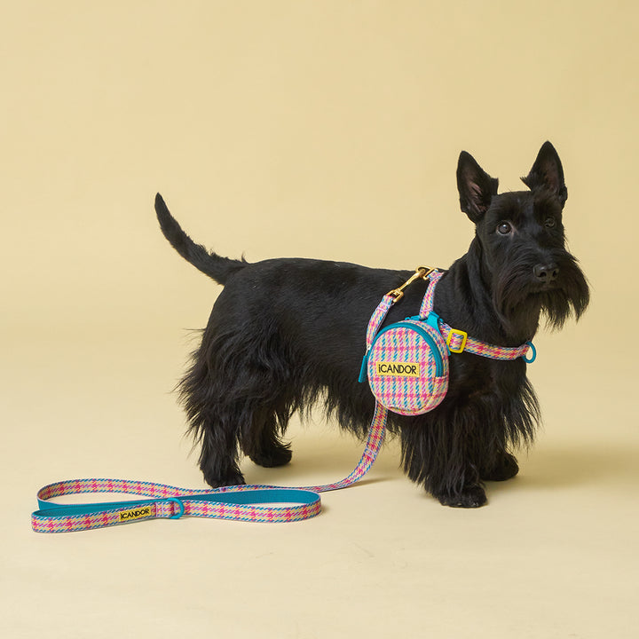 No-Pull Harness_Edinburgh Check