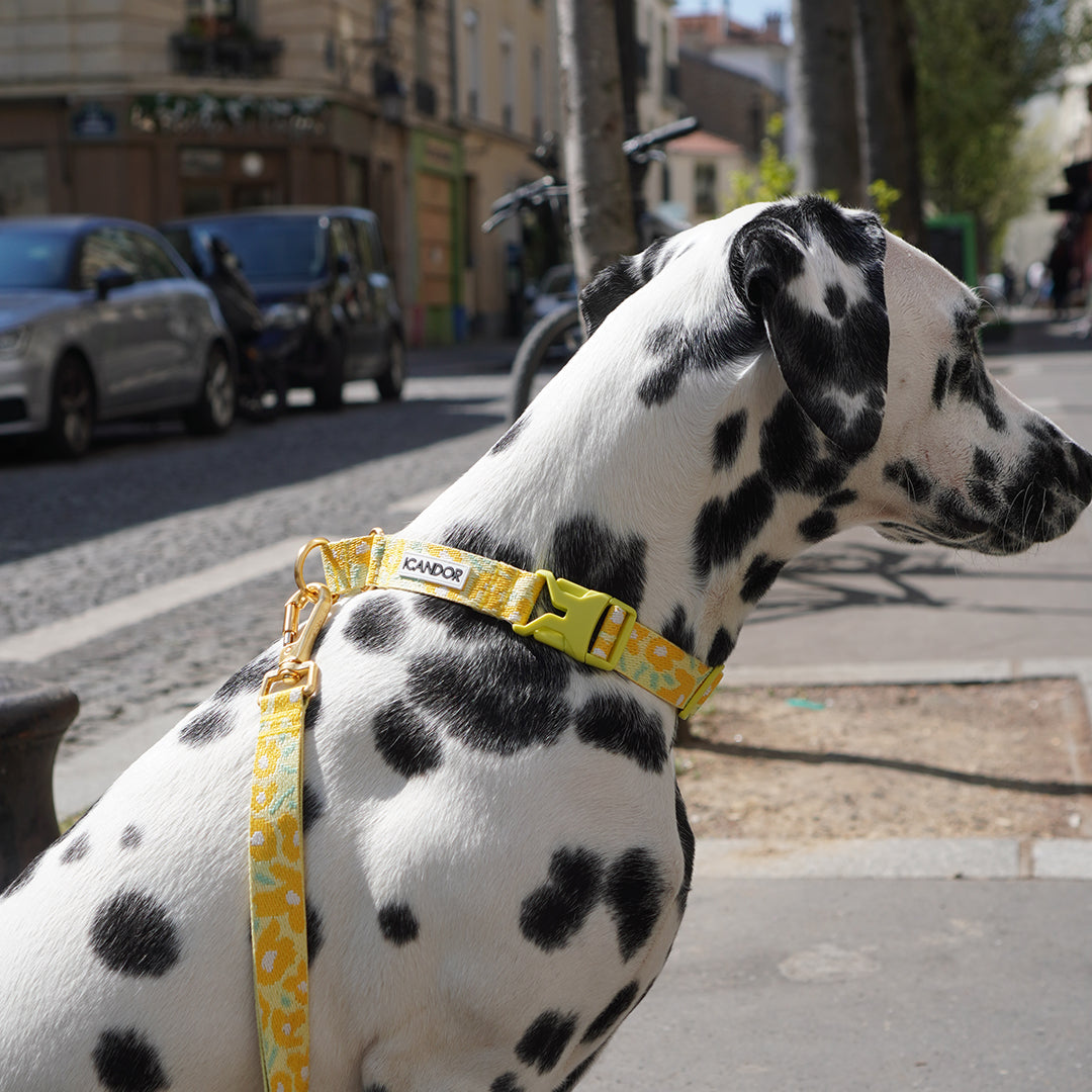 Gentle Leash Bolt_Big Fish Yellow