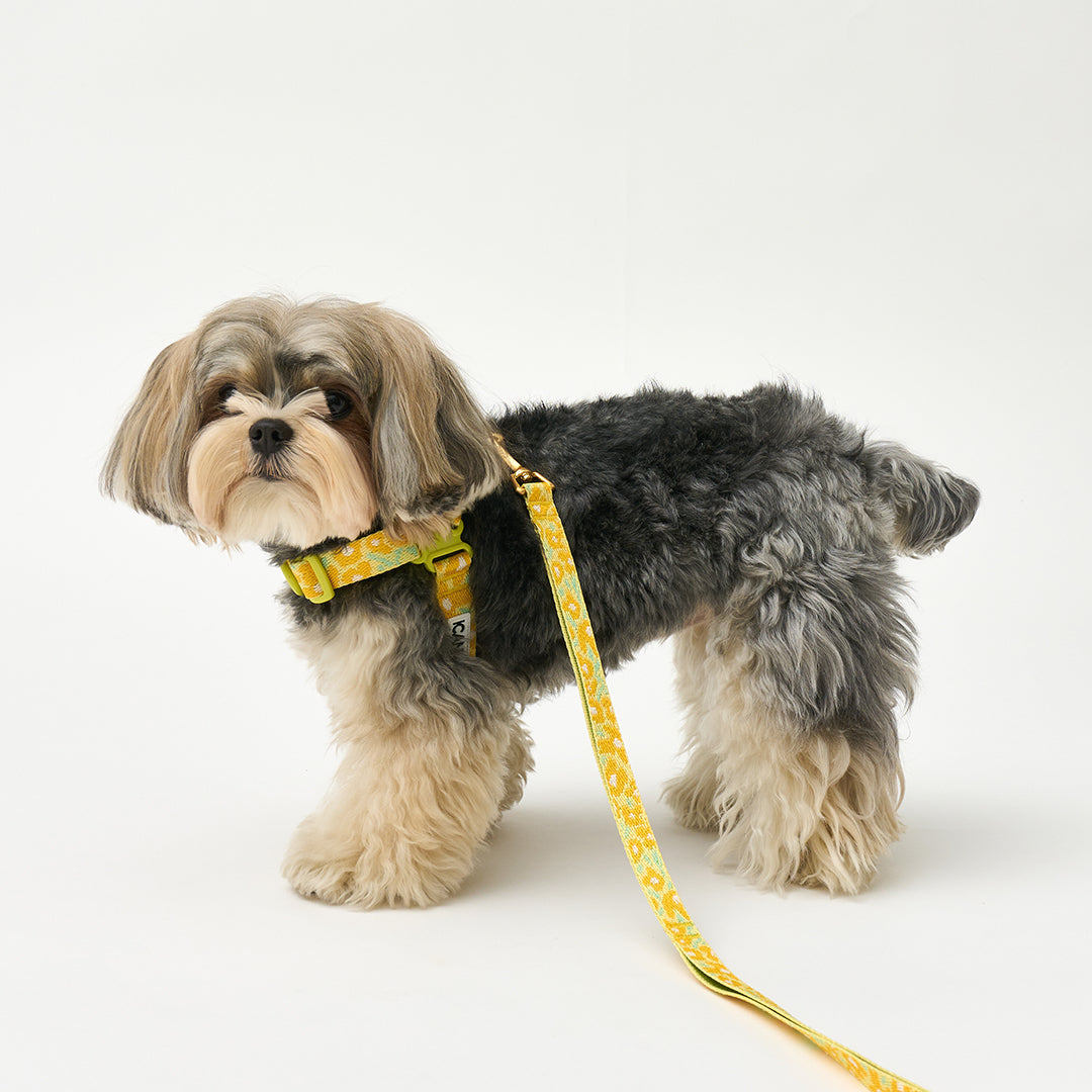 No-Pull Harness_Big Fish Yellow