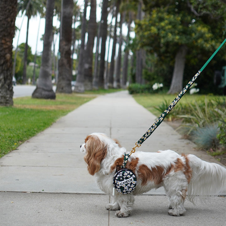 No-Pull Harness_Big Fish