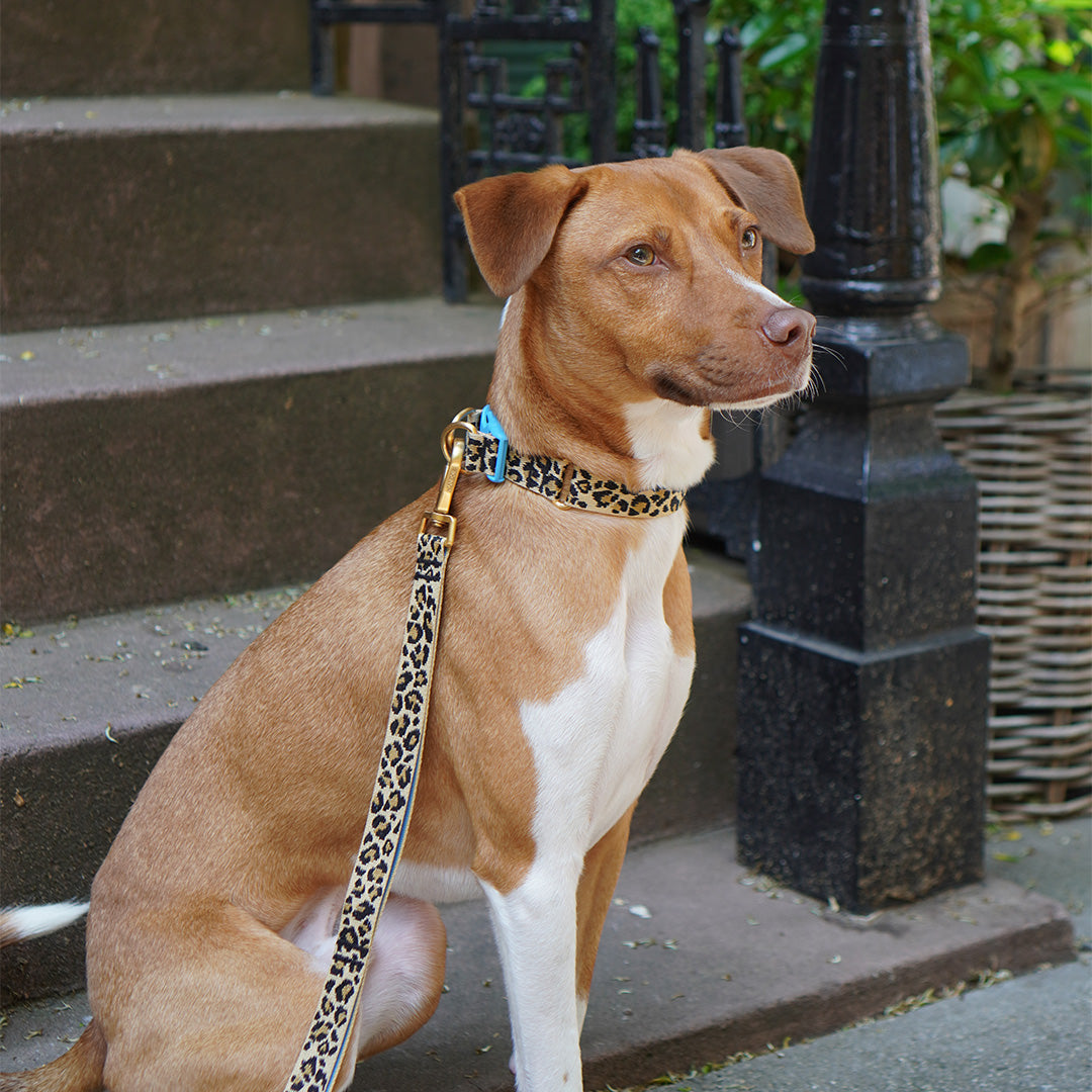 Gentle Collar Dual_Leopard