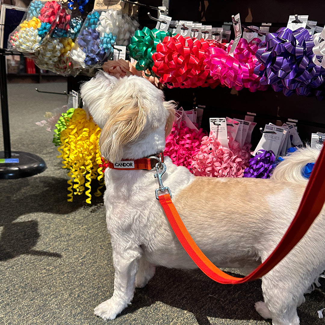 Gentle Collar Dual_Sunset