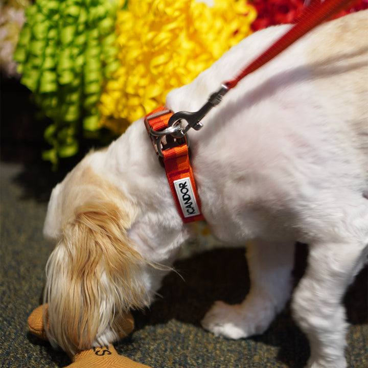 Gentle Collar Dual_Sunset