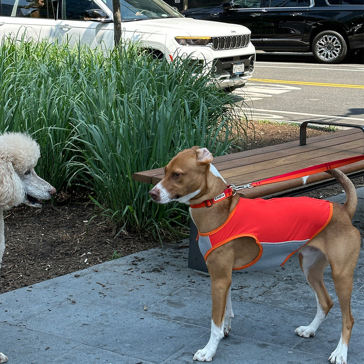 Gentle Collar Dual_Sunset