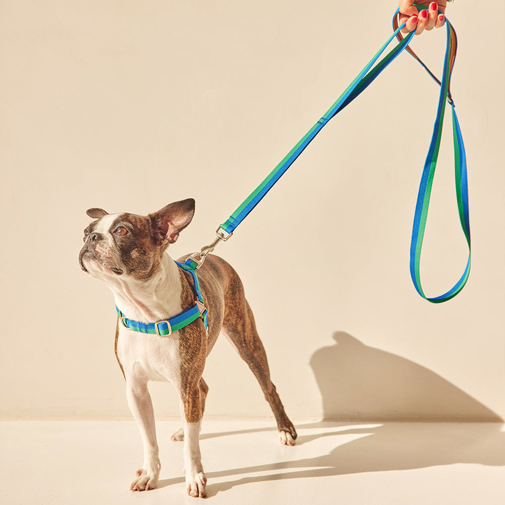 ジェントルリーシュ_フォレスト