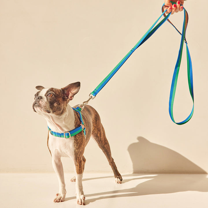 ジェントルリーシュ_フォレスト