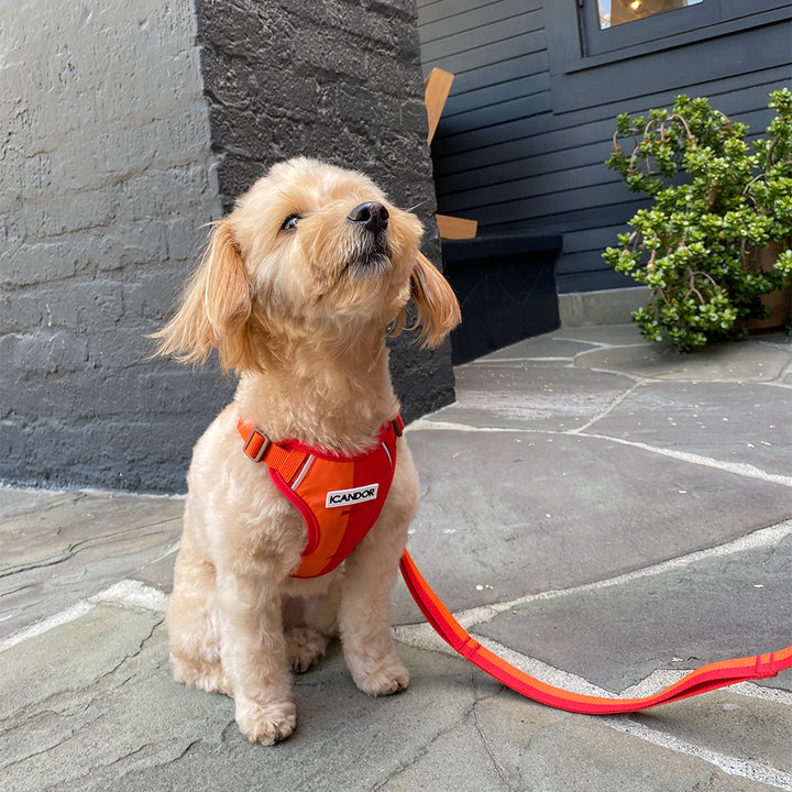 Snuggle Harness_Sunset
