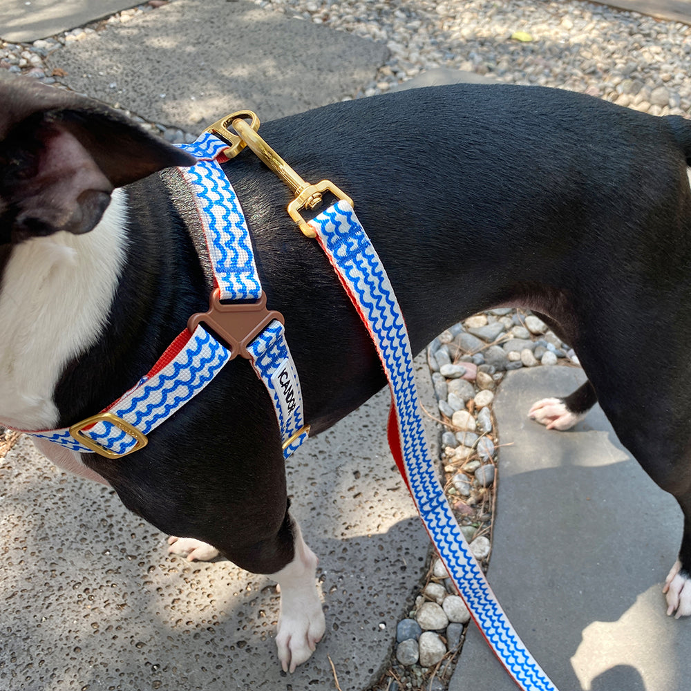 Gentle Leash_Surfrider