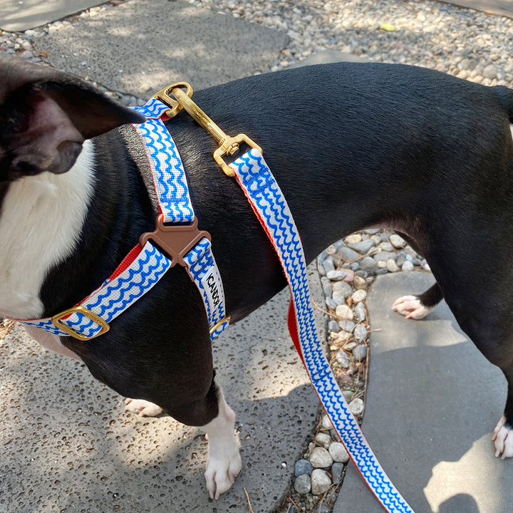 Gentle Leash_Surfrider