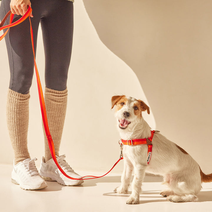 溫柔的皮帶_日落