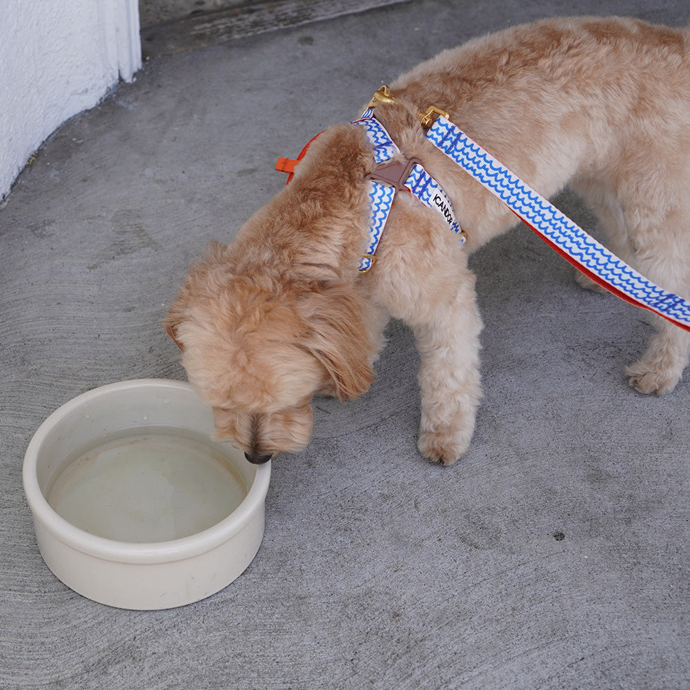 Gentle Leash_Surfrider