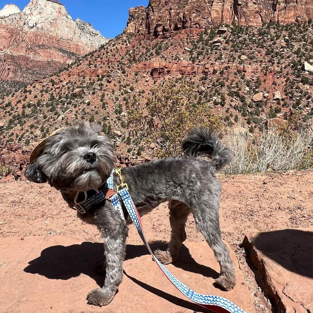 Gentle Leash_Surfrider