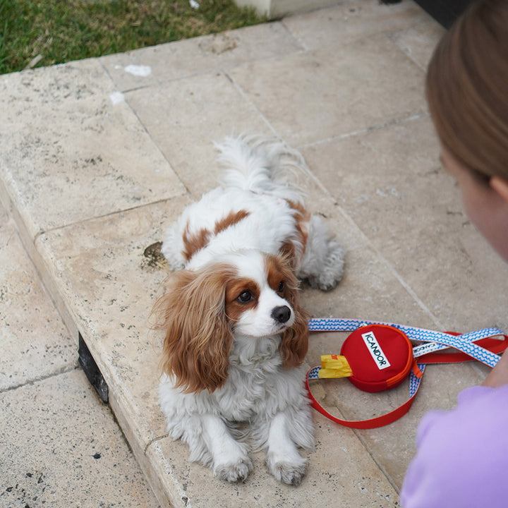 Gentle Leash_Surfrider