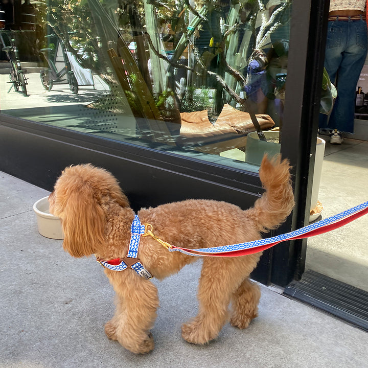 Gentle Leash_Surfrider