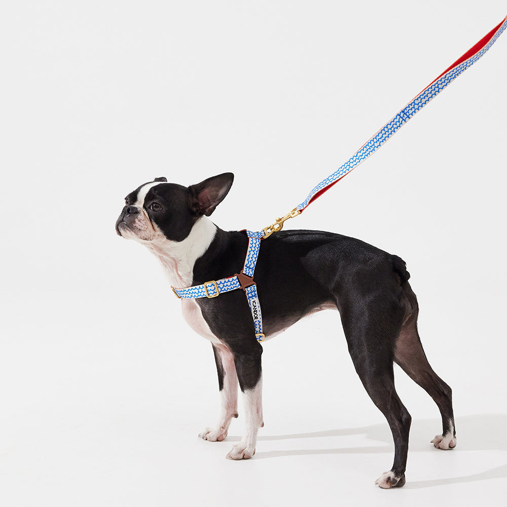 Gentle Leash_Surfrider