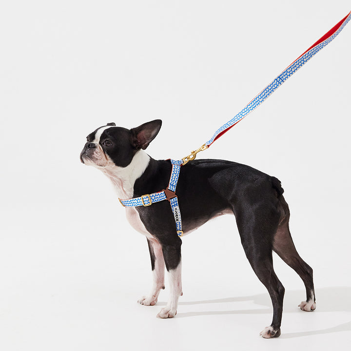 Gentle Leash_Surfrider