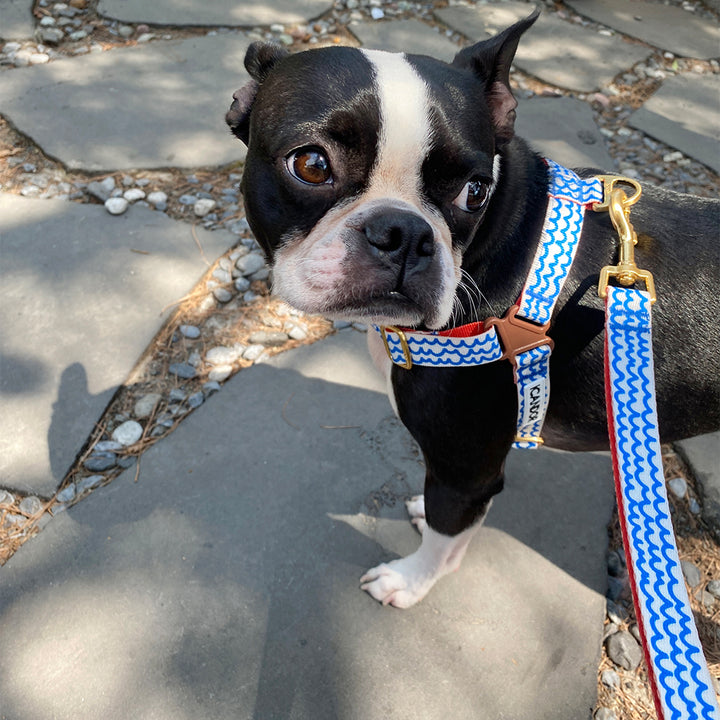 Gentle Leash_Surfrider