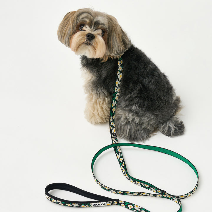 Gentle Leash Bolt, 1.6M (15Mm)_Big Fish