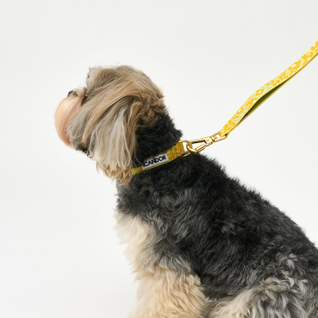 Gentle Collar XS(15mm)_Big Fish Yellow