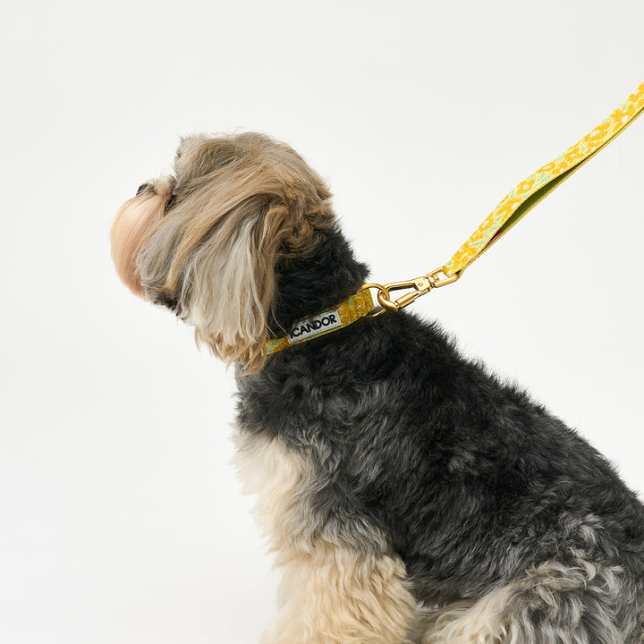 Gentle Collar XS(15mm)_Big Fish Yellow