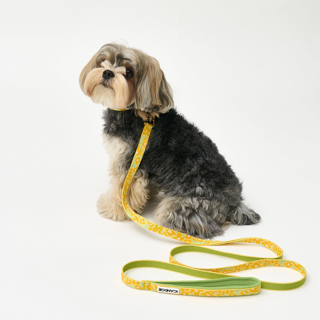 Gentle Collar XS(15mm)_Big Fish Yellow
