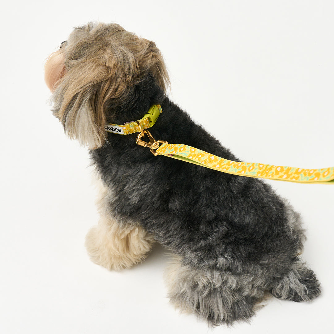 Gentle Collar XS(15mm)_Big Fish Yellow