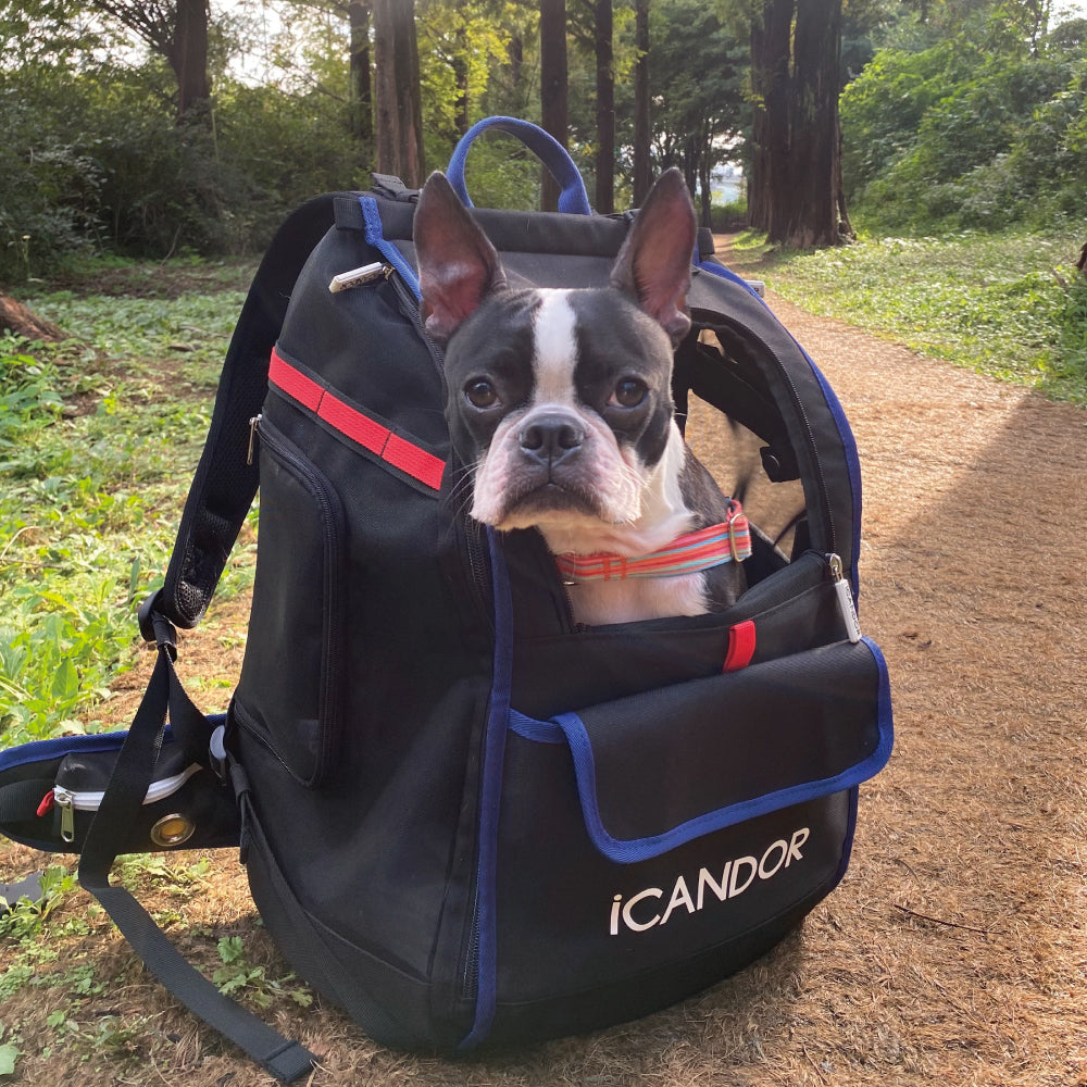 boston terrier mini backpack JIGE Bag_Dynamic Black – iCANDOR